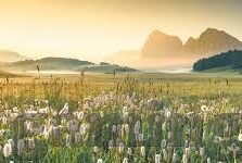 足球比分备用网址-足球比分查询新选择，备用网址的实用指南